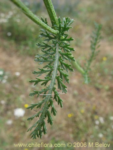 Image of Achillea millefolium (Milenrama / Milflores / Milhojas / Aquilea / Altamisa). Click to enlarge parts of image.